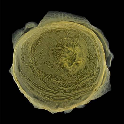 ���Ɓ��C�������¡��L�A��